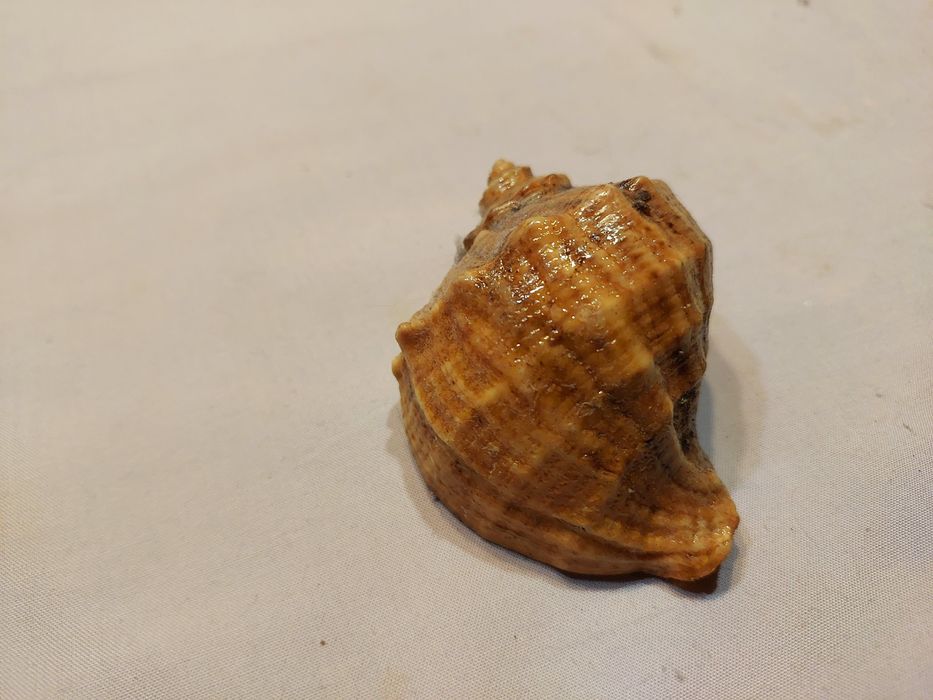 Ракушки. Рапани лакированние