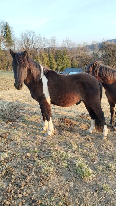 Piękny srokaty Ogier huculski