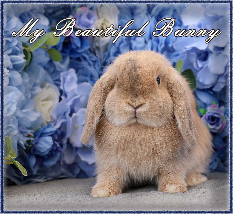 *** Króliczek 100% Mini Lop Hodowla - Harlequin