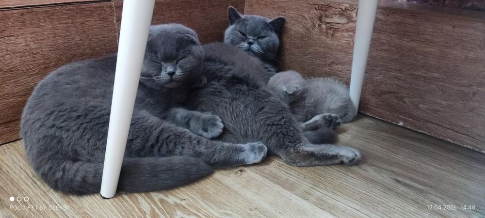 Кошенята шотландці