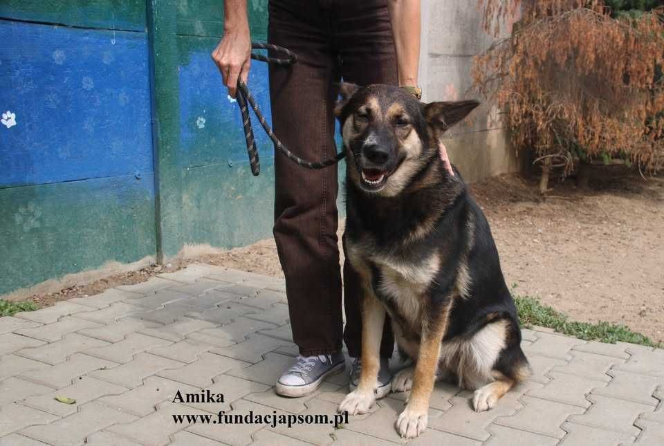 Amika, przyjaciółka wilczyca