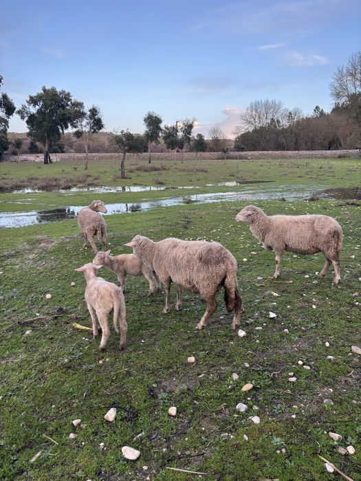 Lote de 12 ovelhas