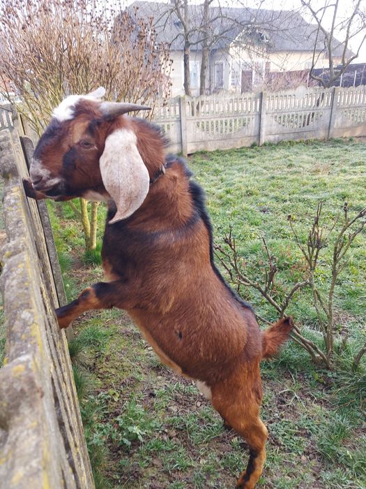 Парування кіз. 100% англо-нубійцем