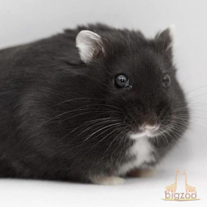 Джунгарский хомяк (хомячата ) голубого, чёрного, бежевого окрас