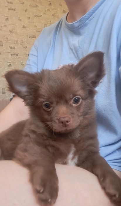 Стандартный мальчик чихуахуа