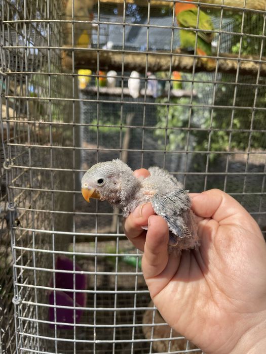 Agrapornis bebe para criar à mao