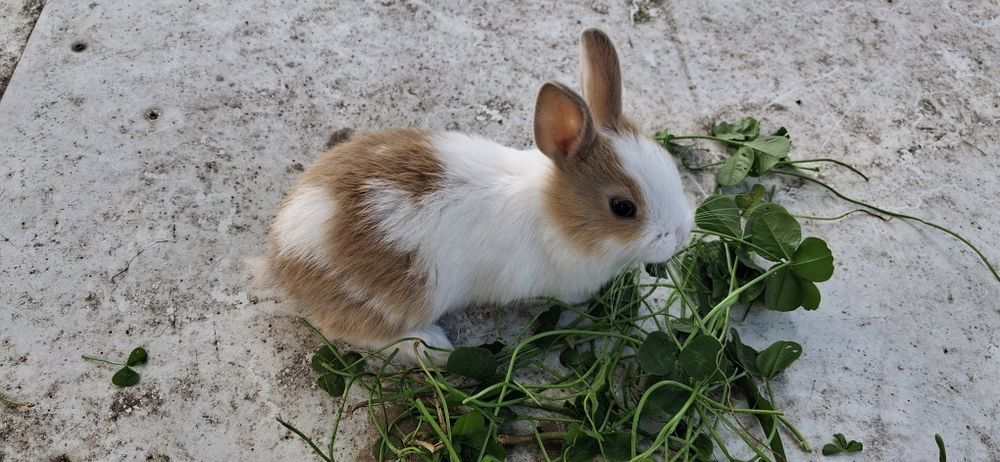 Sprzedam miniaturkę samice