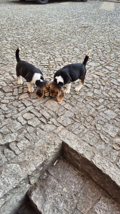 Beagle sunia z rodowodem