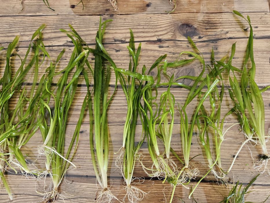 Rosliny akwariowe Eriocaulon, Gałezatka, Vallisneria Asiatica