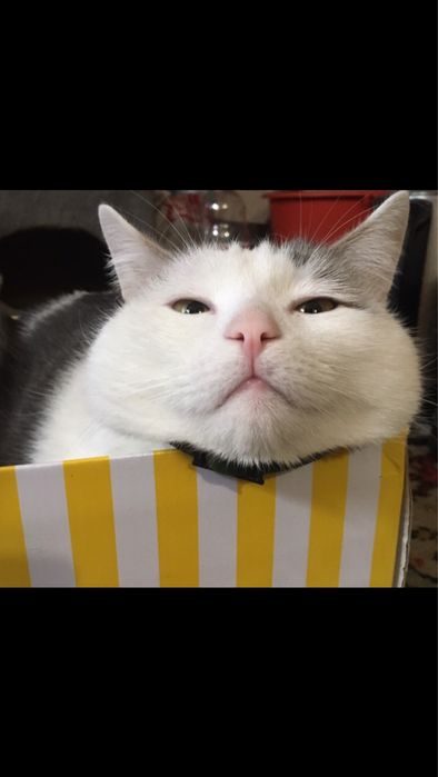 Срочно Ручной котик