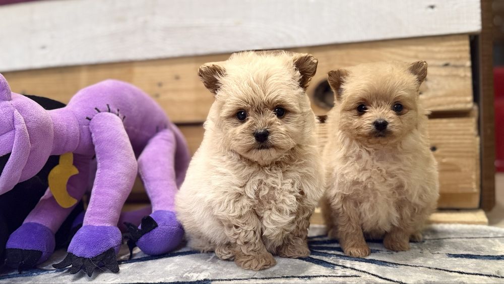 Малюки щенята пома пу