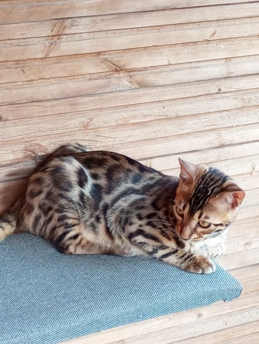 Kotek bengalski samiec gotowy do odbioru