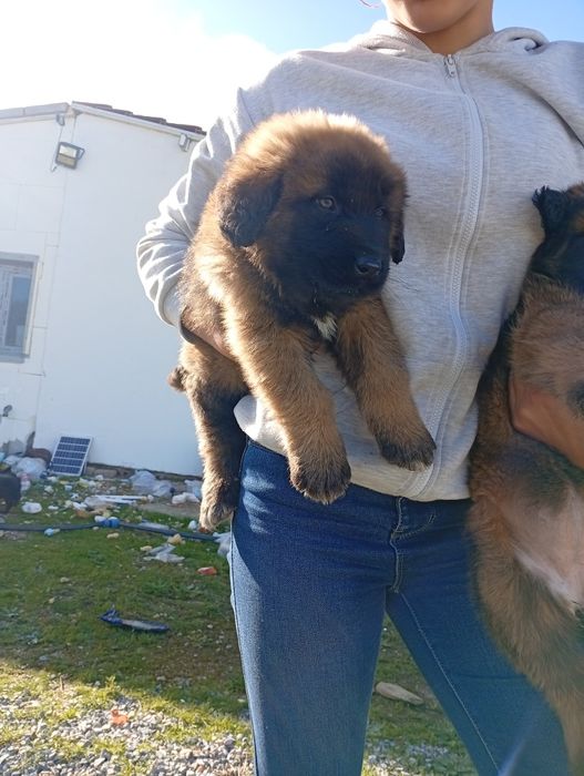 Filhotes para adoção