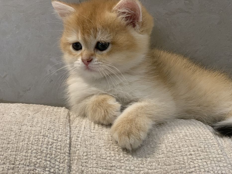 Британские котята