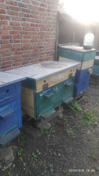 Продам сім'ї ,пакети,вулики,залишки пасіки
