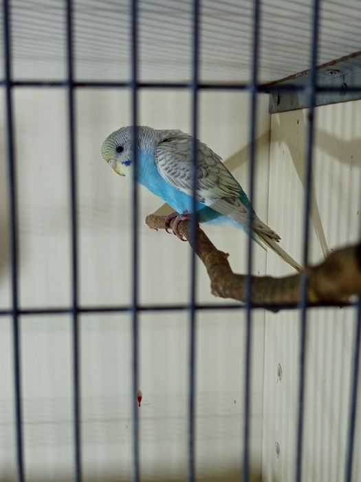 Piriquitos australianos Novos