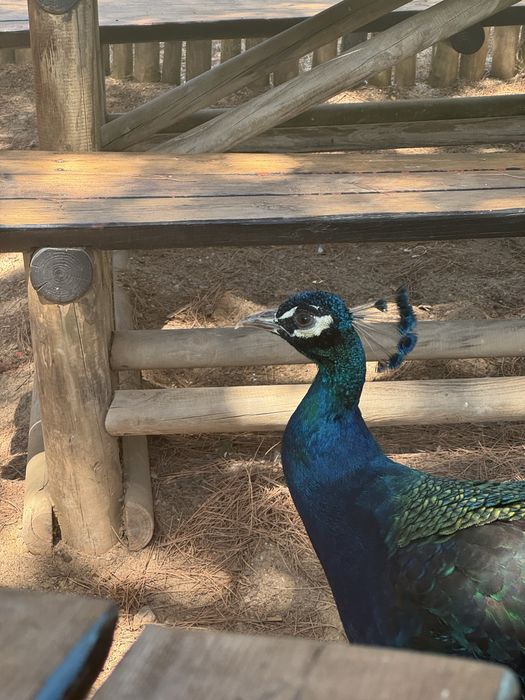 Ovos de Pavão Azul