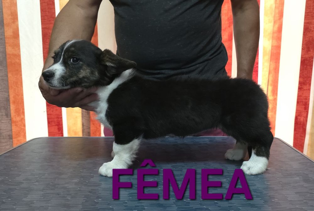Welsh corgi cardigan oportunidade única