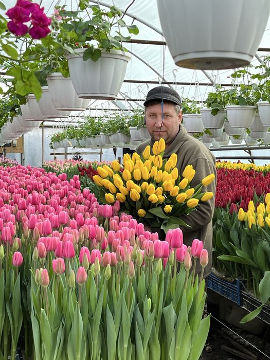 Тюльпани від виробника