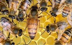 Продам бжолопакети