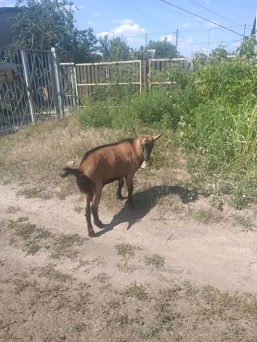 продам коз альпийских
