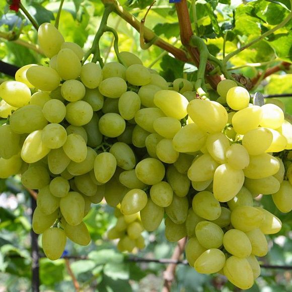 Виноград Багатяновський, Надія Азос, Преображення, Гарольд, Кодрянка