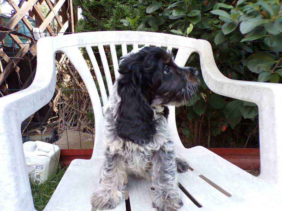 Cockapoo F1 , prześliczna, łagodny pieszczoszek, unikalna  sunia Blue Roan