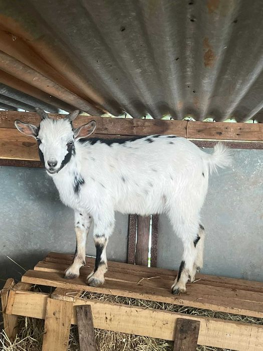 Conjunto de 3 cabras anãs, duas crias (machos) e a mãe destes