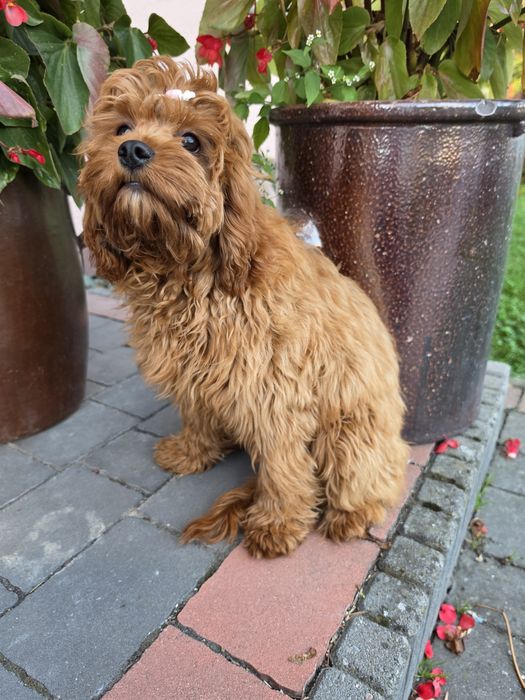 Sunia cavapoo f1