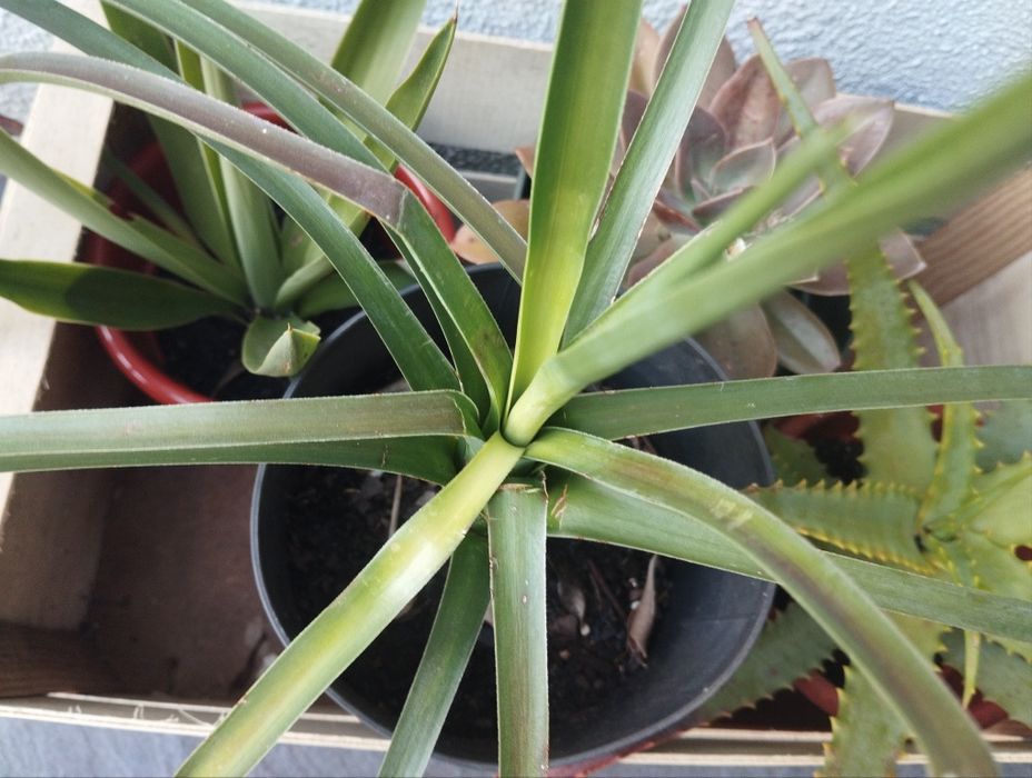 Cabaz de suculentas para Natal