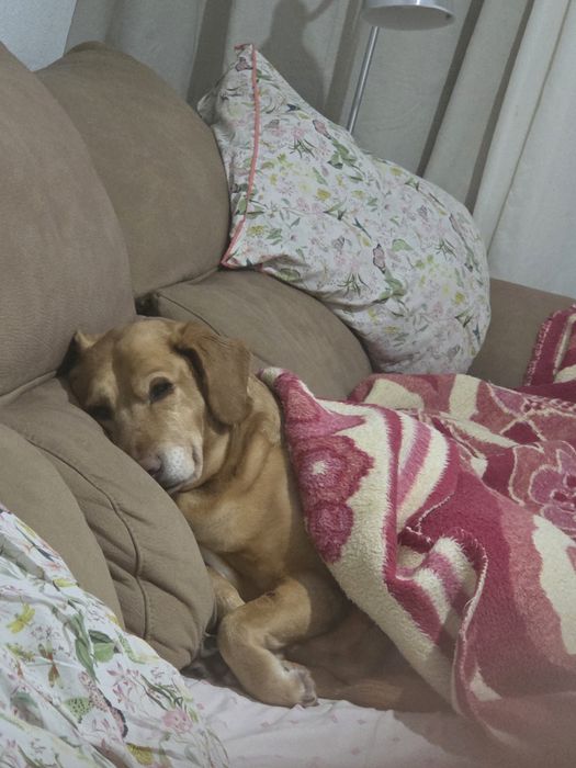Petsitter,passeios e cuidados513895168475801604