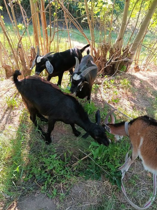 Продам кози молочної лінії