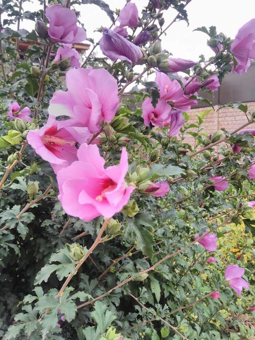 Гибискус многолетний