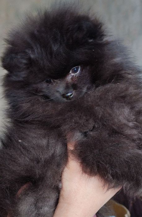 Продаю цуценя Шпіца (хлопчик)