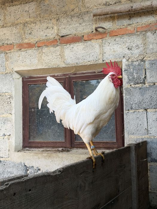 Koguty rasy - Leghorn