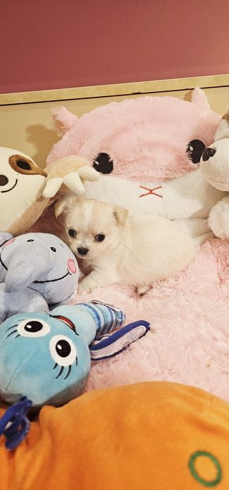 Janusz chihuahua Łążynek