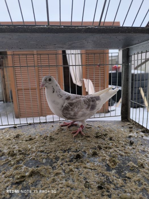2 gołębie pocztowe, samiec i samica