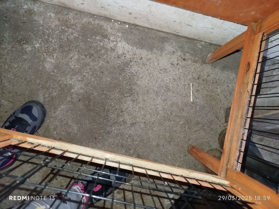 Coelheira de duas portas