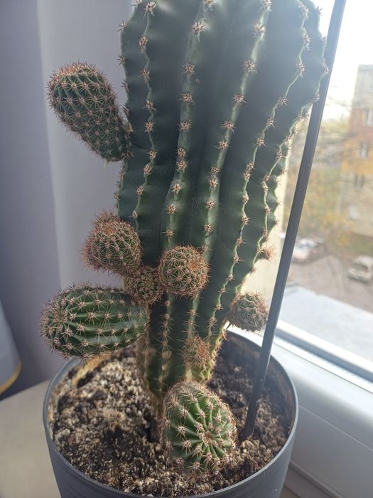 Kaktus, szczepek kaktusa