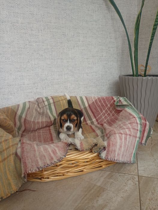 Śliczne Beagle..