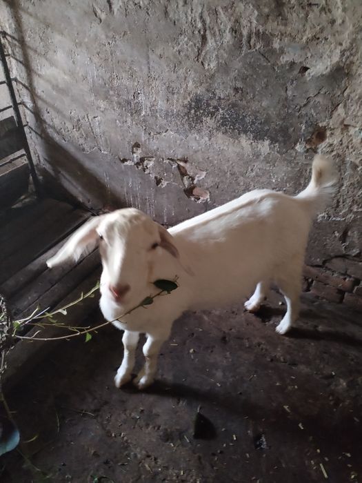 Продається козочка