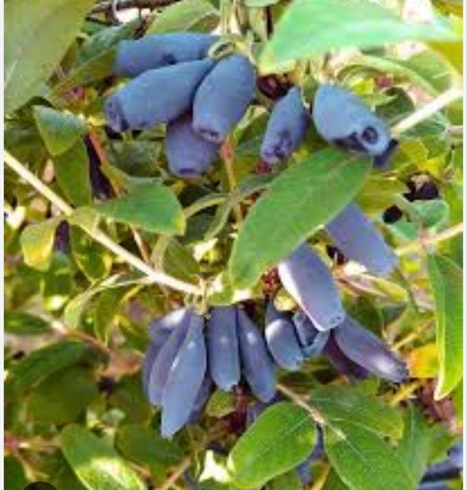 Жимолость істівна. Два сорти