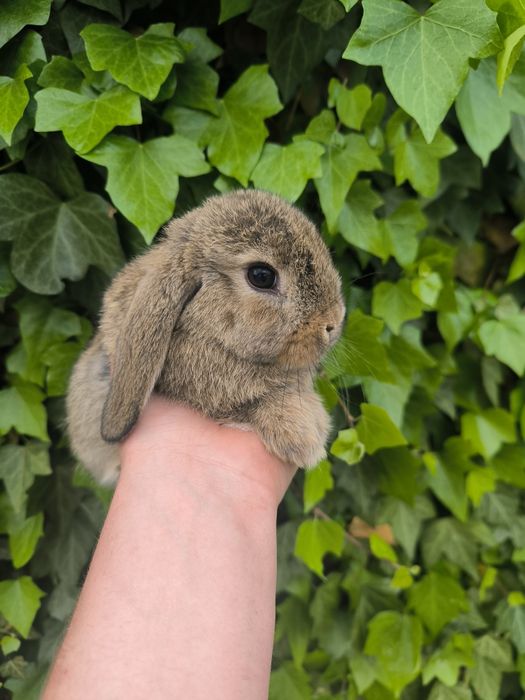 Króliczki karzełki baranki puszyste mini króliki