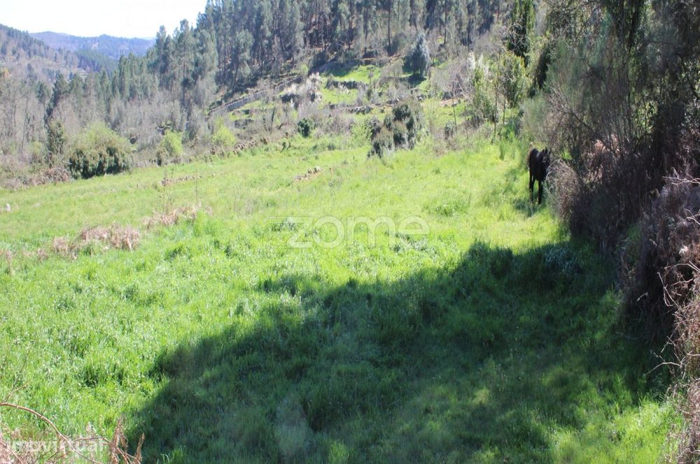 Terreno Único à Venda no Coração do Vale do Demo – Moimenta da Bei...