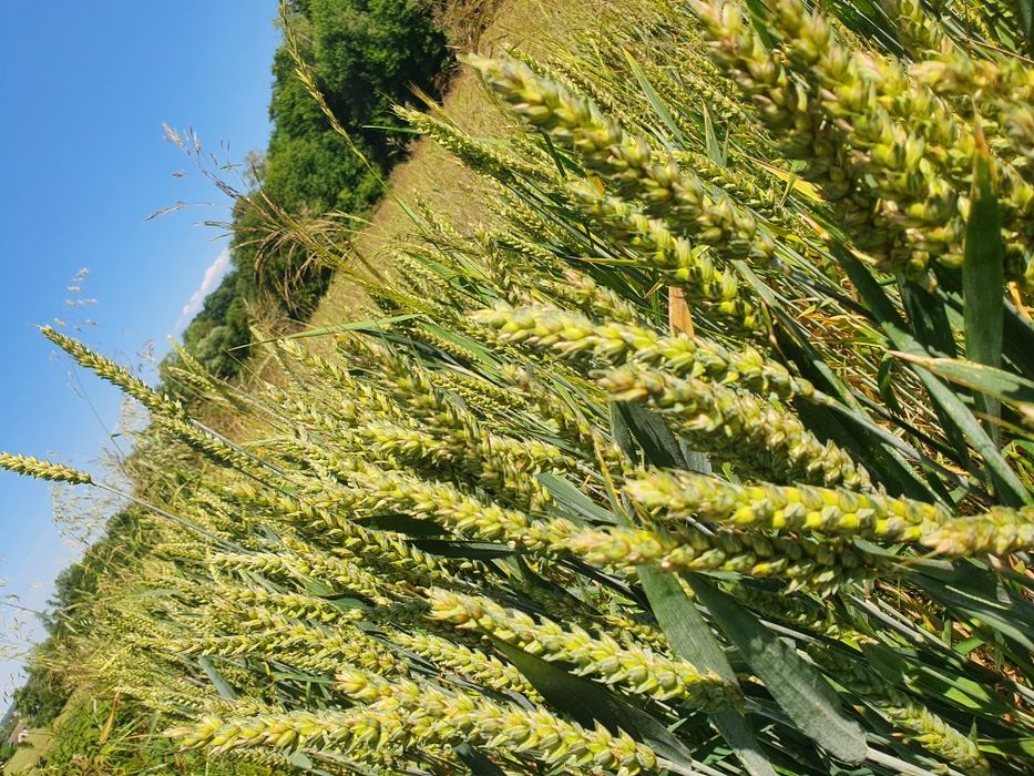 Sprzedam 12 ton pszenicy ozimej