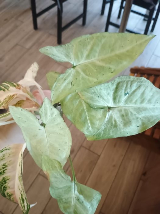Syngonium freckles zroślicha