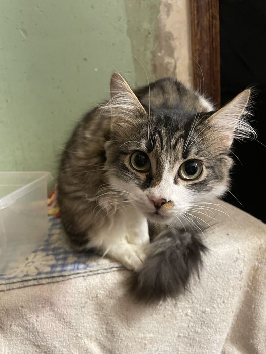 Котенок котик мальчик пушистый полосатый белый