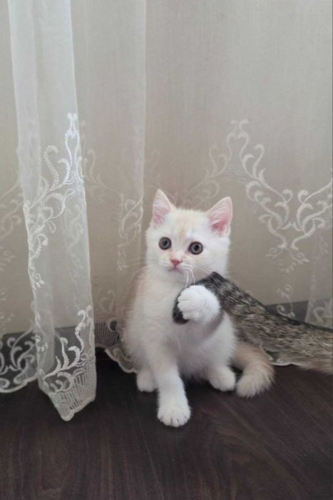 Шотландский котик