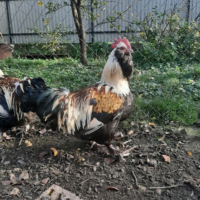 Фавероль лосось.