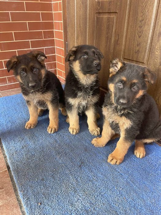 Продаються собаки німецька вівчарка